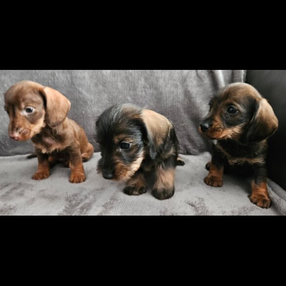 Dachshund (Standard &amp; Miniature) - Both