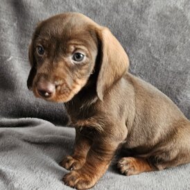 Dachshund (Standard &amp; Miniature) - Both