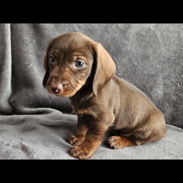 Dachshund (Standard &amp; Miniature) - Both