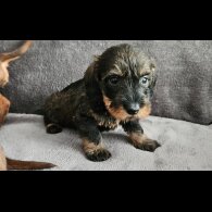 Dachshund (Standard &amp; Miniature) - Both