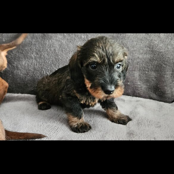Dachshund (Standard &amp; Miniature) - Both