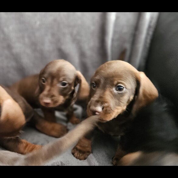 Dachshund (Standard &amp; Miniature) - Both
