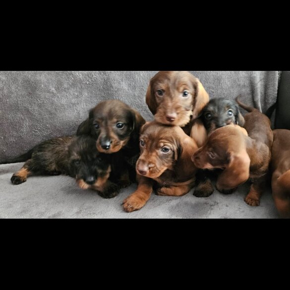 Dachshund (Standard &amp; Miniature) - Both