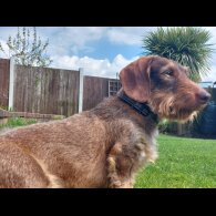 Dachshund (Standard &amp; Miniature) - Both