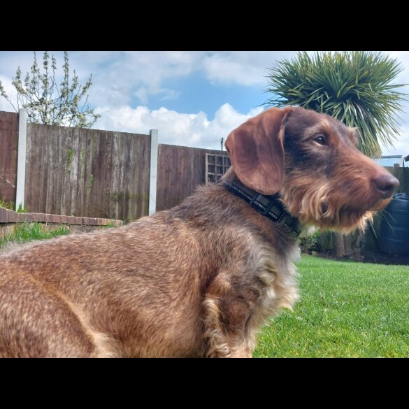 Dachshund (Standard &amp; Miniature) - Both