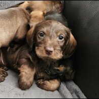 Dachshund (Standard &amp; Miniature) - Both