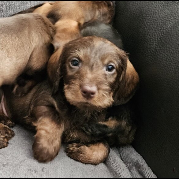 Dachshund (Standard &amp; Miniature) - Both