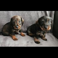 Dachshund (Standard &amp; Miniature) - Both