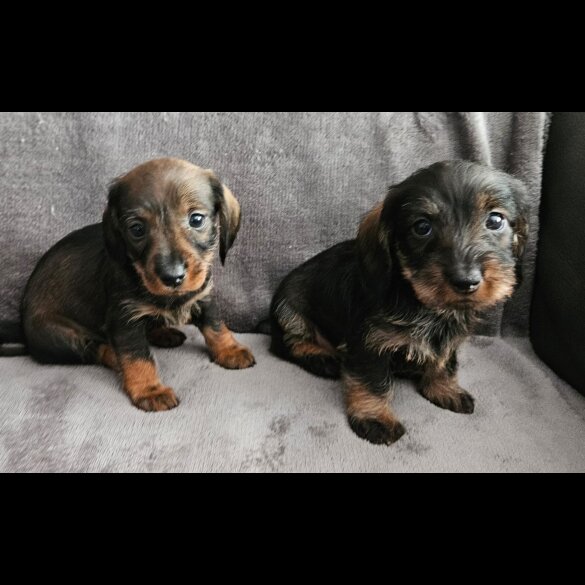 Dachshund (Standard &amp; Miniature) - Both