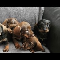 Dachshund (Standard &amp; Miniature) - Both