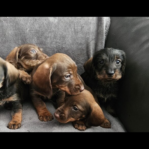 Dachshund (Standard &amp; Miniature) - Both