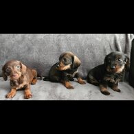 Dachshund (Standard &amp; Miniature) - Both