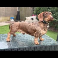 Dachshund (Standard &amp; Miniature) - Both