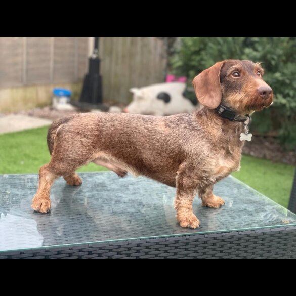 Dachshund (Standard &amp; Miniature) - Both