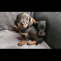 Dachshund (Standard &amp; Miniature) - Both