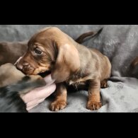 Dachshund (Standard &amp; Miniature) - Both