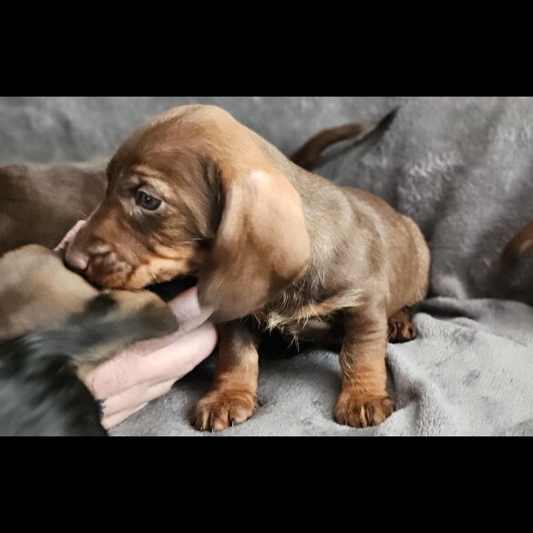 Dachshund (Standard &amp; Miniature) - Both