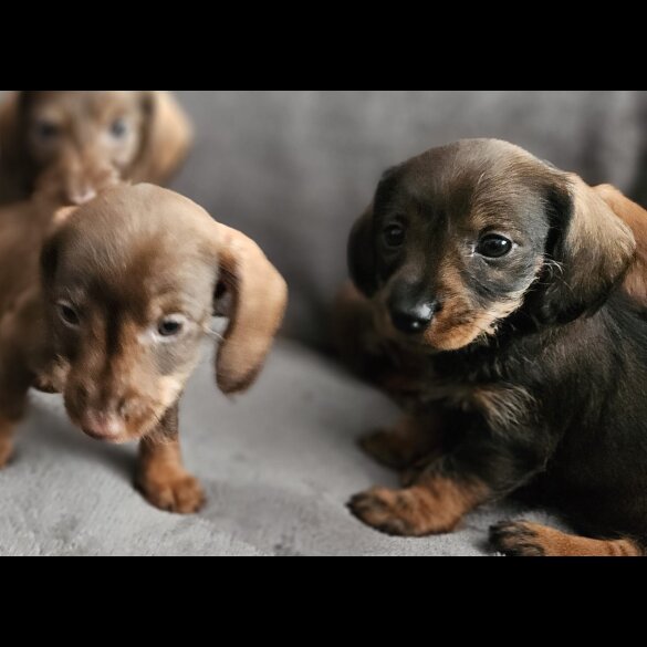 Dachshund (Standard &amp; Miniature) - Both