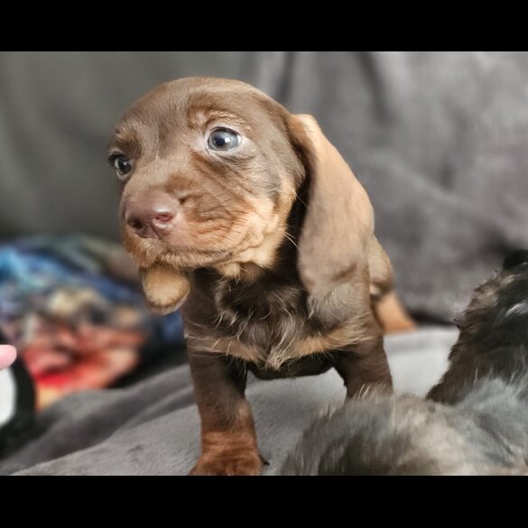 Dachshund (Standard &amp; Miniature) - Both
