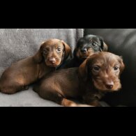 Dachshund (Standard &amp; Miniature) - Both
