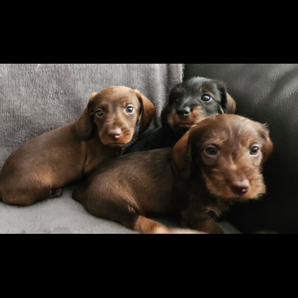 Dachshund (Standard &amp; Miniature) - Both