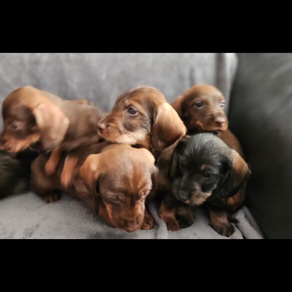 Dachshund (Standard &amp; Miniature) - Both