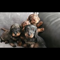 Dachshund (Standard &amp; Miniature) - Both