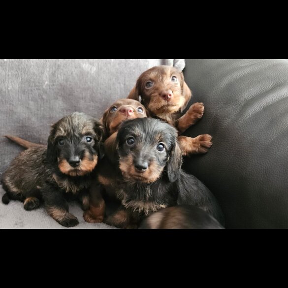 Dachshund (Standard &amp; Miniature) - Both