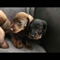 Dachshund (Standard &amp; Miniature) - Both