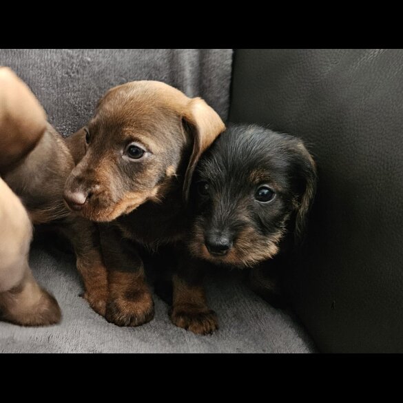 Dachshund (Standard &amp; Miniature) - Both