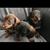 Dachshund (Standard &amp; Miniature) - Both