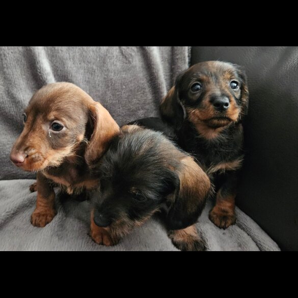 Dachshund (Standard &amp; Miniature) - Both
