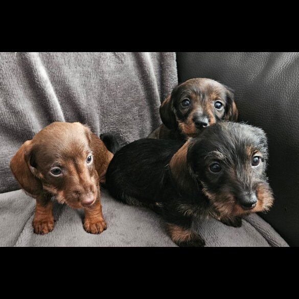 Dachshund (Standard &amp; Miniature) - Both