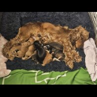 Cocker Spaniel (Working &amp; Show) - Dogs