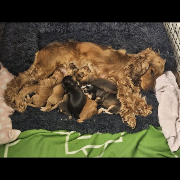 Cocker Spaniel (Working &amp; Show) - Dogs