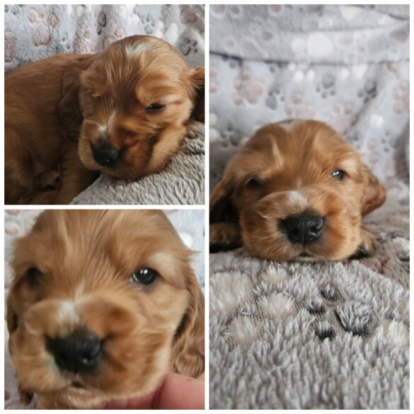 Cocker Spaniel (Working &amp; Show) - Dogs