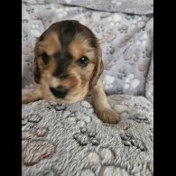 Cocker Spaniel (Working &amp; Show) - Dogs