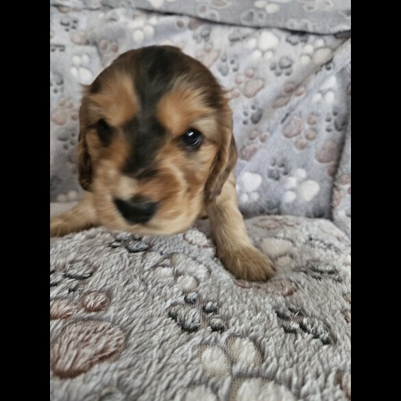 Cocker Spaniel (Working &amp; Show) - Dogs