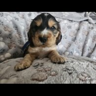 Cocker Spaniel (Working &amp; Show) - Dogs
