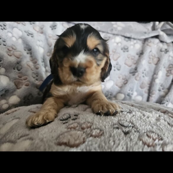 Cocker Spaniel (Working &amp; Show) - Dogs