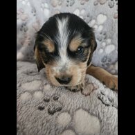 Cocker Spaniel (Working &amp; Show) - Dogs