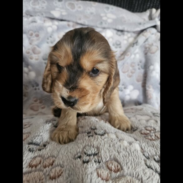 Cocker Spaniel (Working &amp; Show) - Dogs
