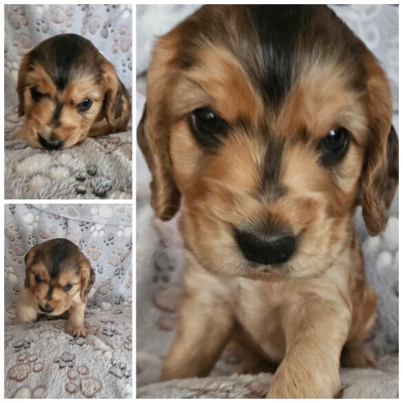 Cocker Spaniel (Working &amp; Show) - Dogs