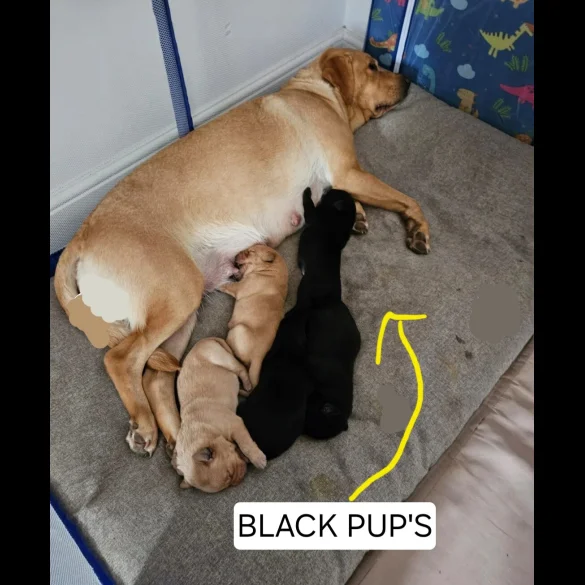 Labrador Retriever