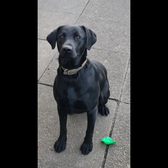 Labrador Retriever