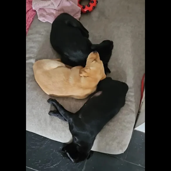 Labrador Retriever
