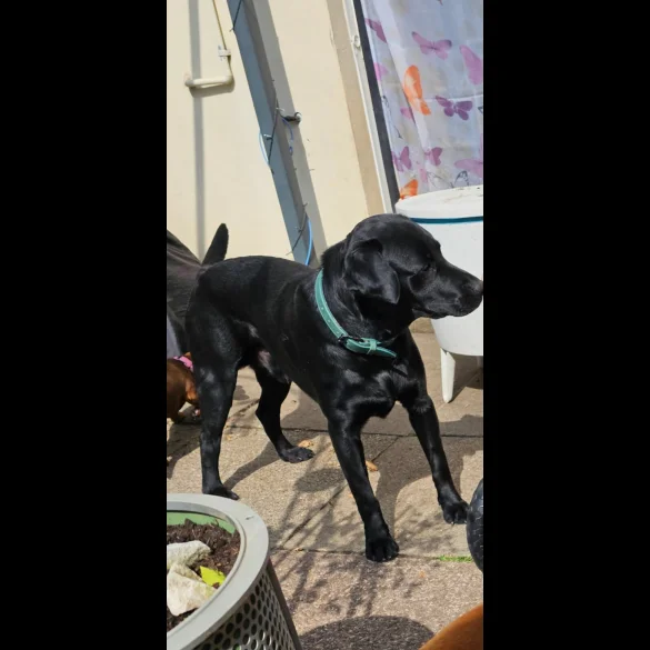 Labrador Retriever