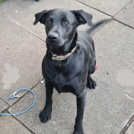 Labrador Retriever