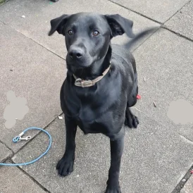 Labrador Retriever