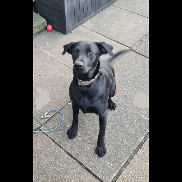 Labrador Retriever